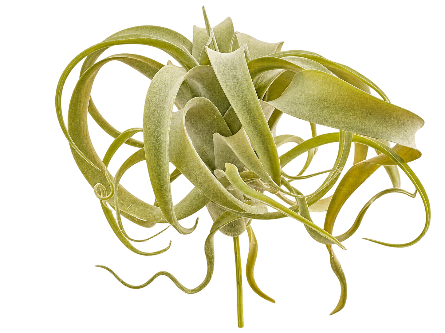 Edg Kunstblumen Tillandsia H: 27 cm  | Schubiger Möbel
