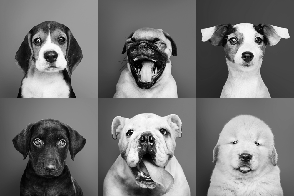 Alubild-Lustige Hunde-image LAND