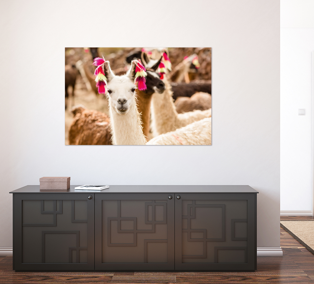 Alubild-Lama mit Ohrschmuck-image LAND