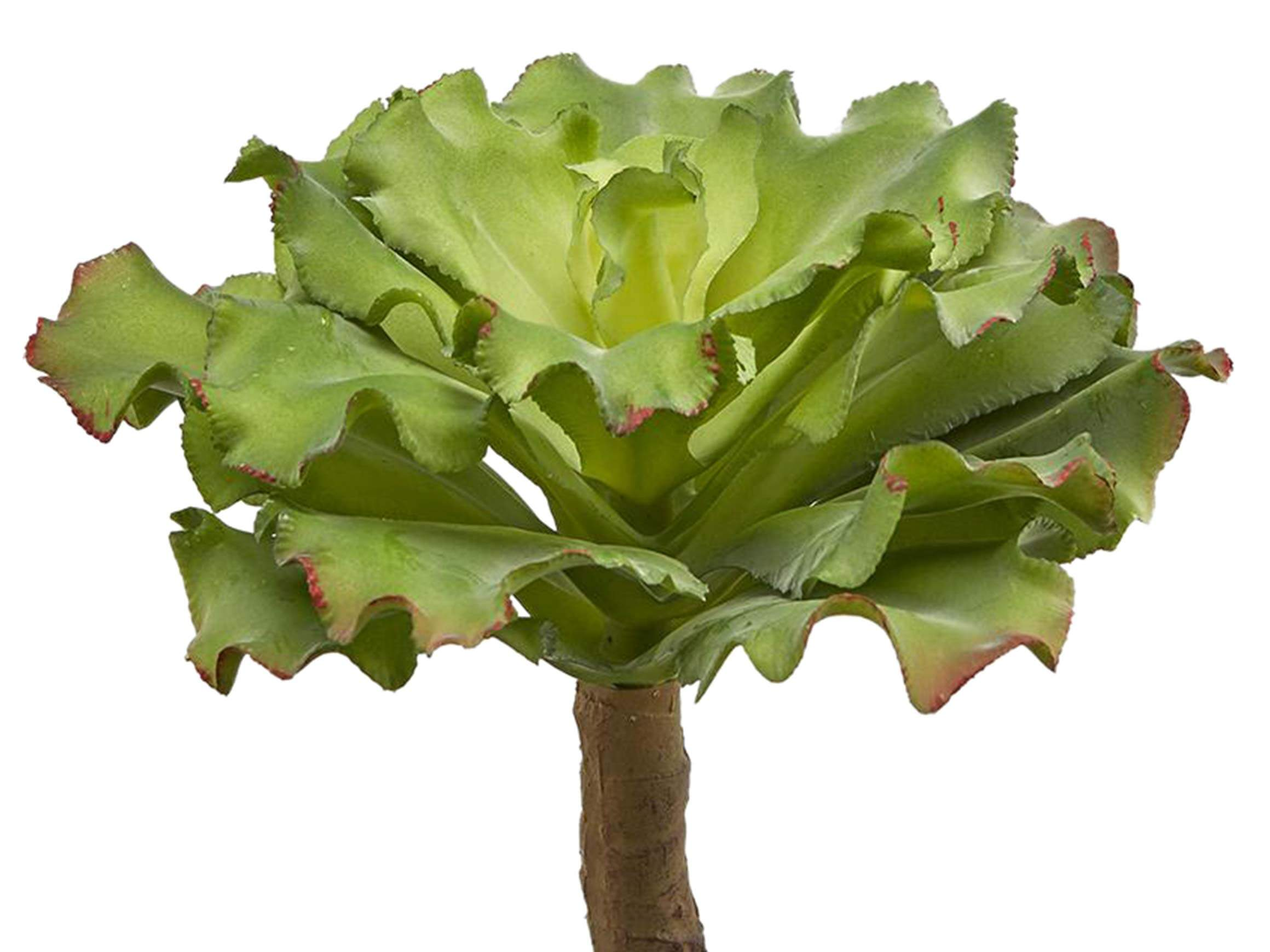 Sukkulente Grün h: 25 cm Edg