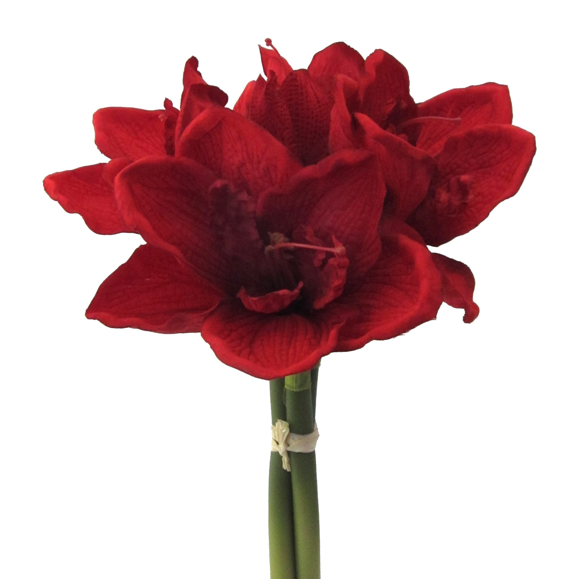 Kunstblume Amaryllis-Bund H: 32 cm Gasper