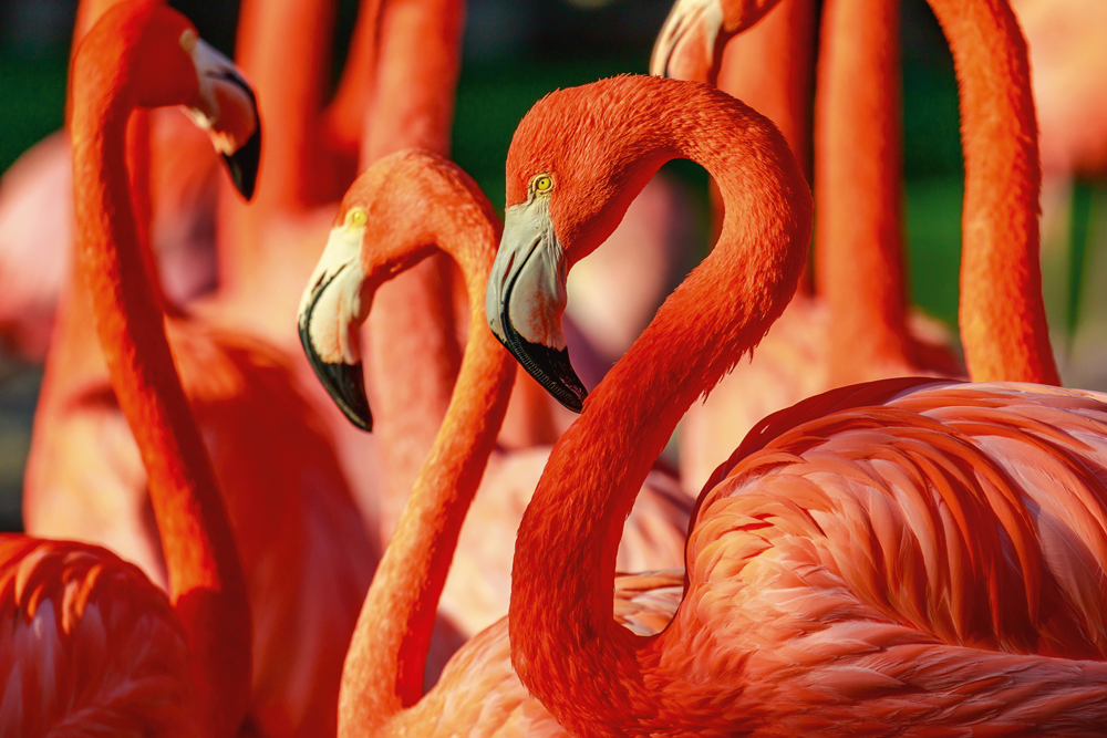 Alubild-Flamingos-image LAND