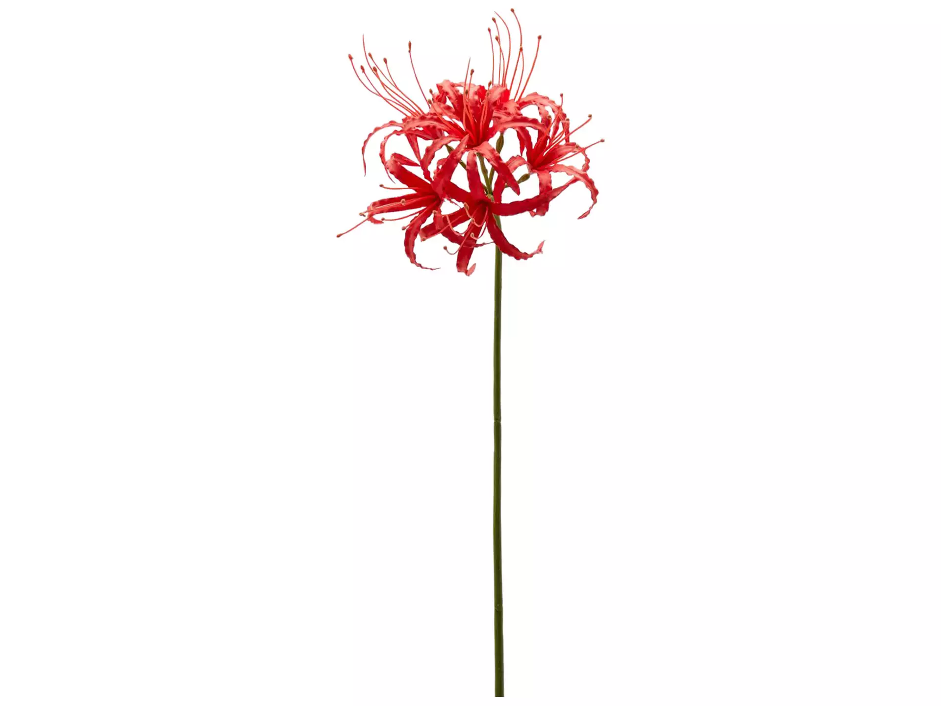 Kunstblume Nerine Rot H: 90 cm Edg / Farbe: Rot