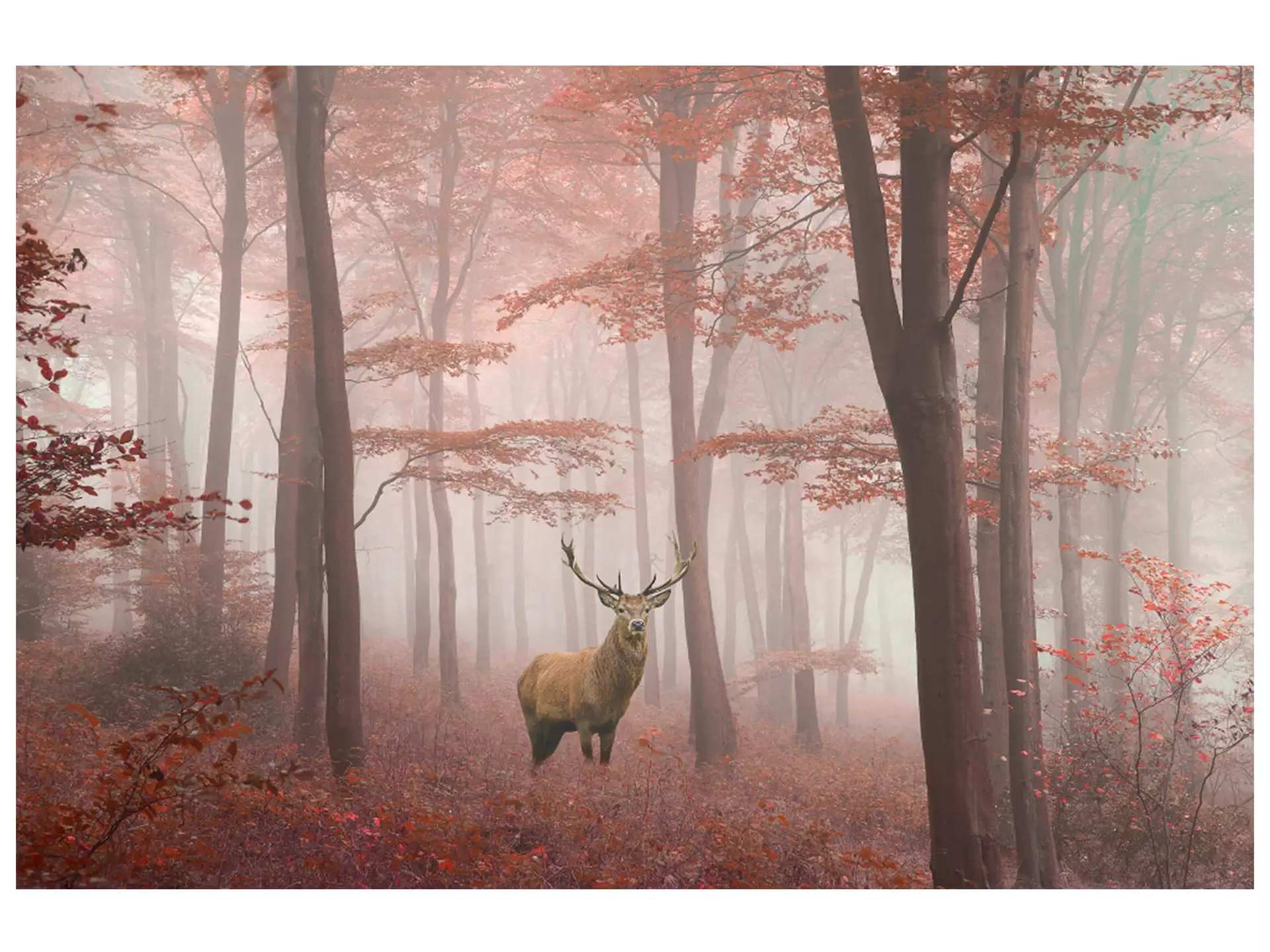 Digitaldruck auf Glas Hirsch im Herbstwald image LAND