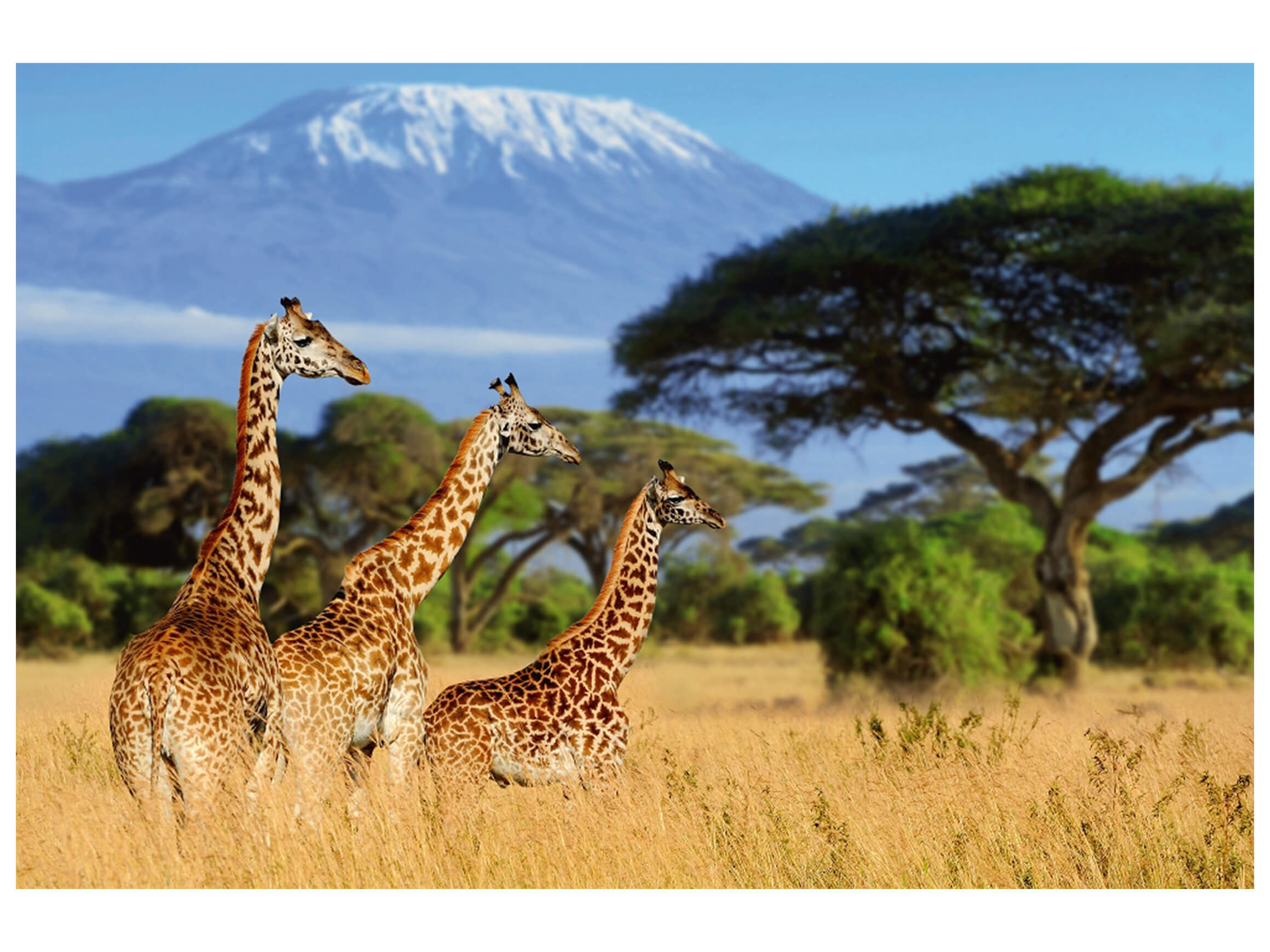 Digitaldruck auf Acrylglas Giraffen in Der Savanne image LAND / Grösse: 120 x 80 cm