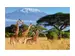 Digitaldruck auf Acrylglas Giraffen in Der Savanne image LAND / Grösse: 120 x 80 cm