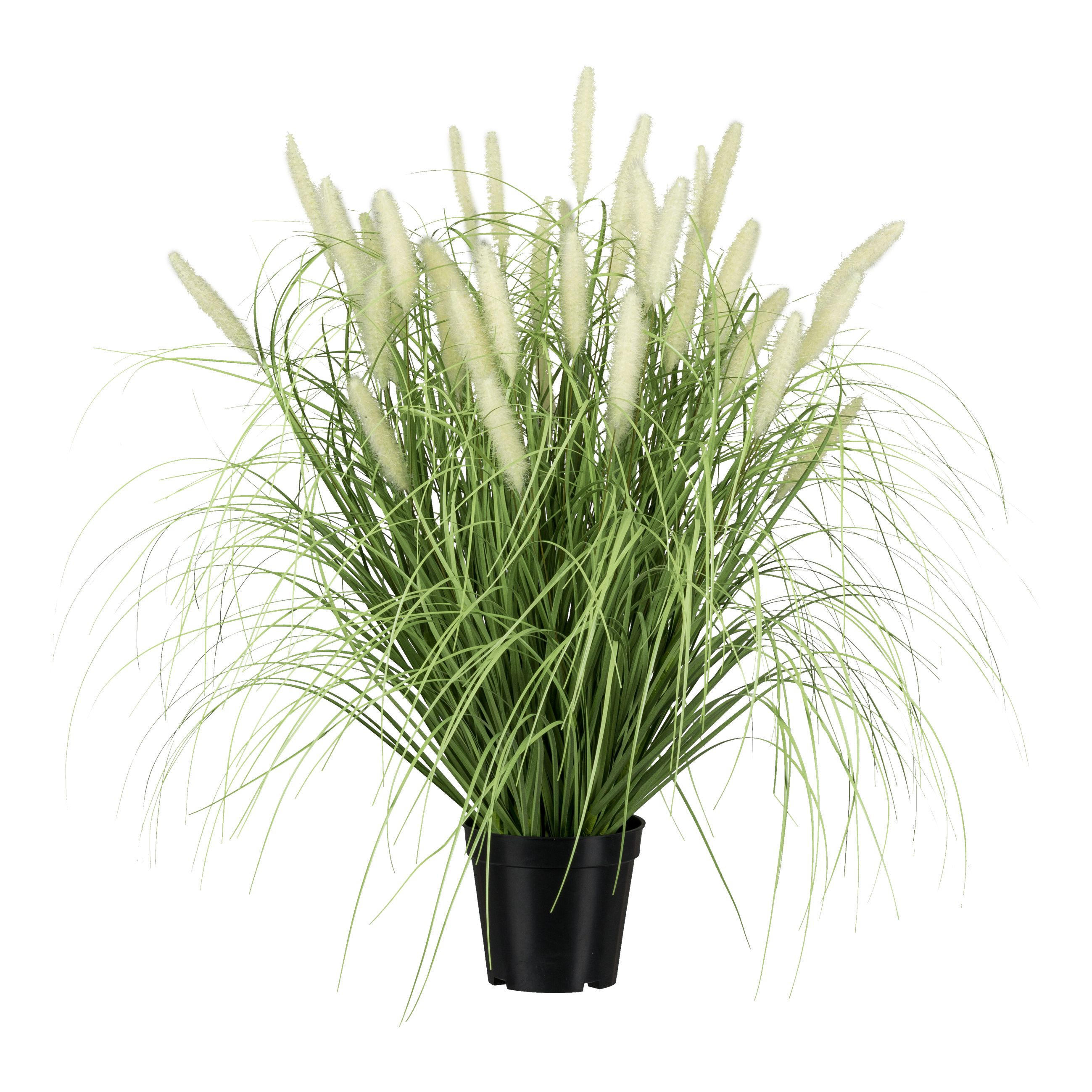 Pennisetum en pot