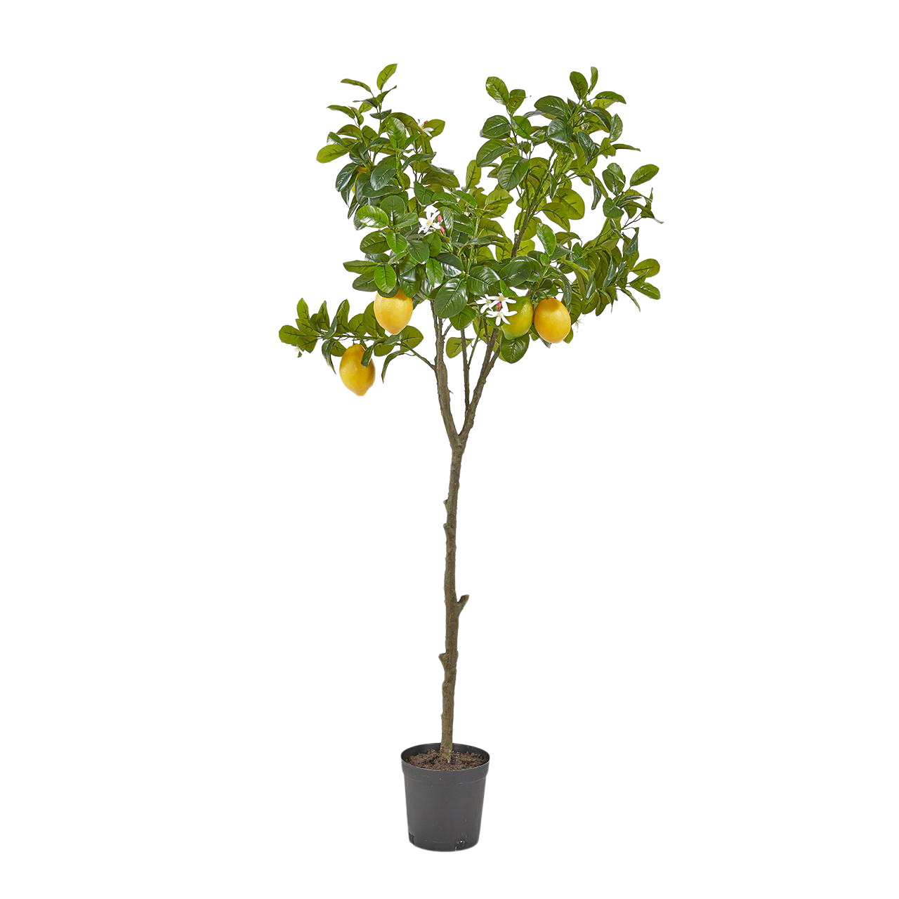Kunstpflanze Orangenbaum H: 138 cm Edg