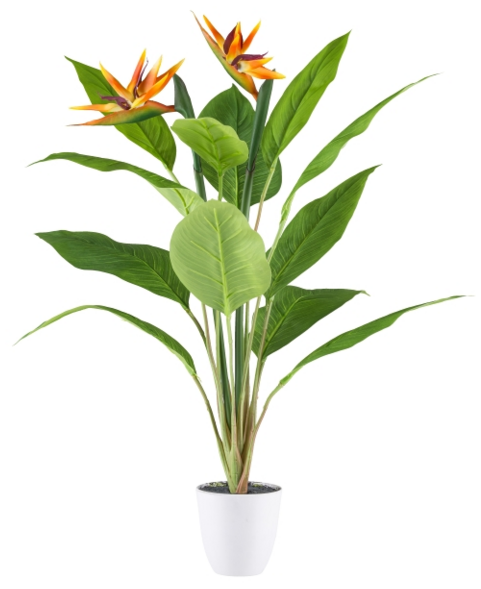 Kunstpflanzen Strelitzia im Kunststofftopf H: 80 cm Gasper Kunstpflanzen Strelitzia im Kunststofftopf H: 80 cm Gasper