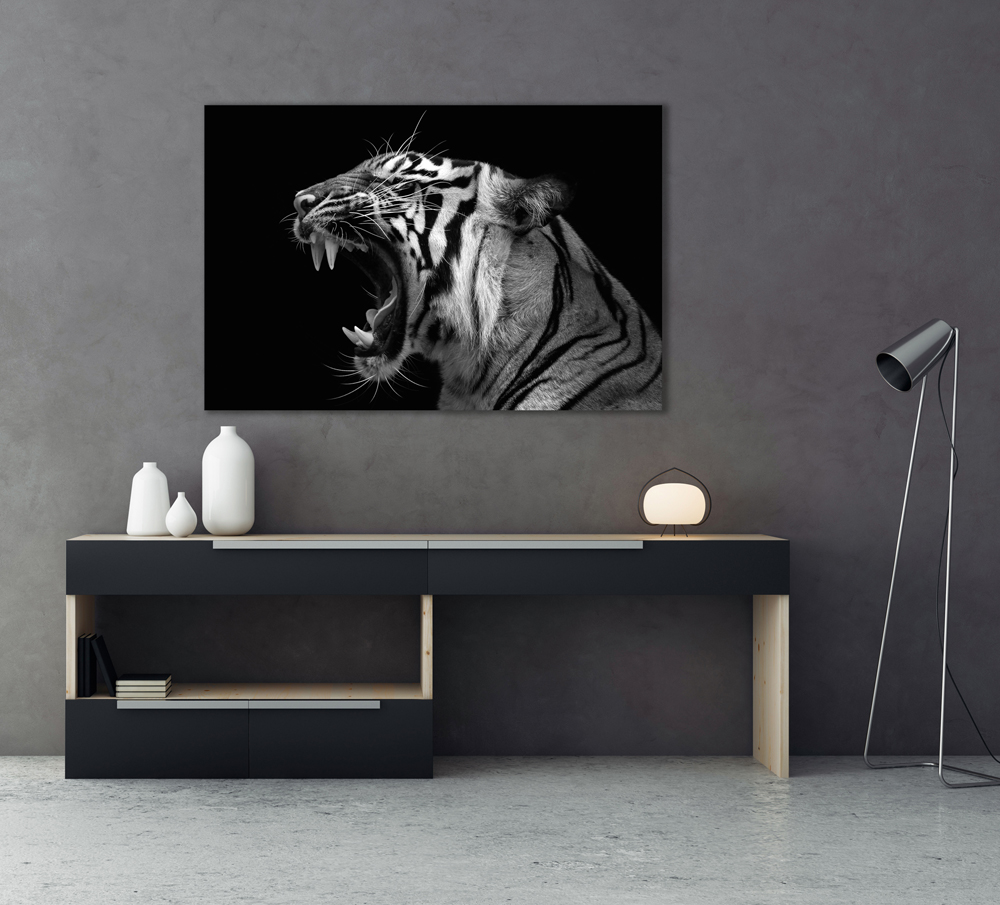 Acrylglasbild-Fauchender Tiger-image LAND