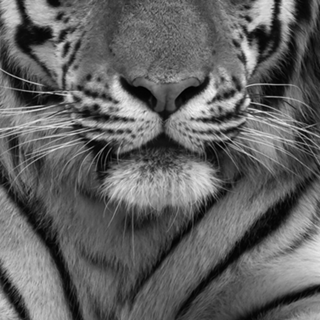 Canvas-Imposanter Tiger-image LAND