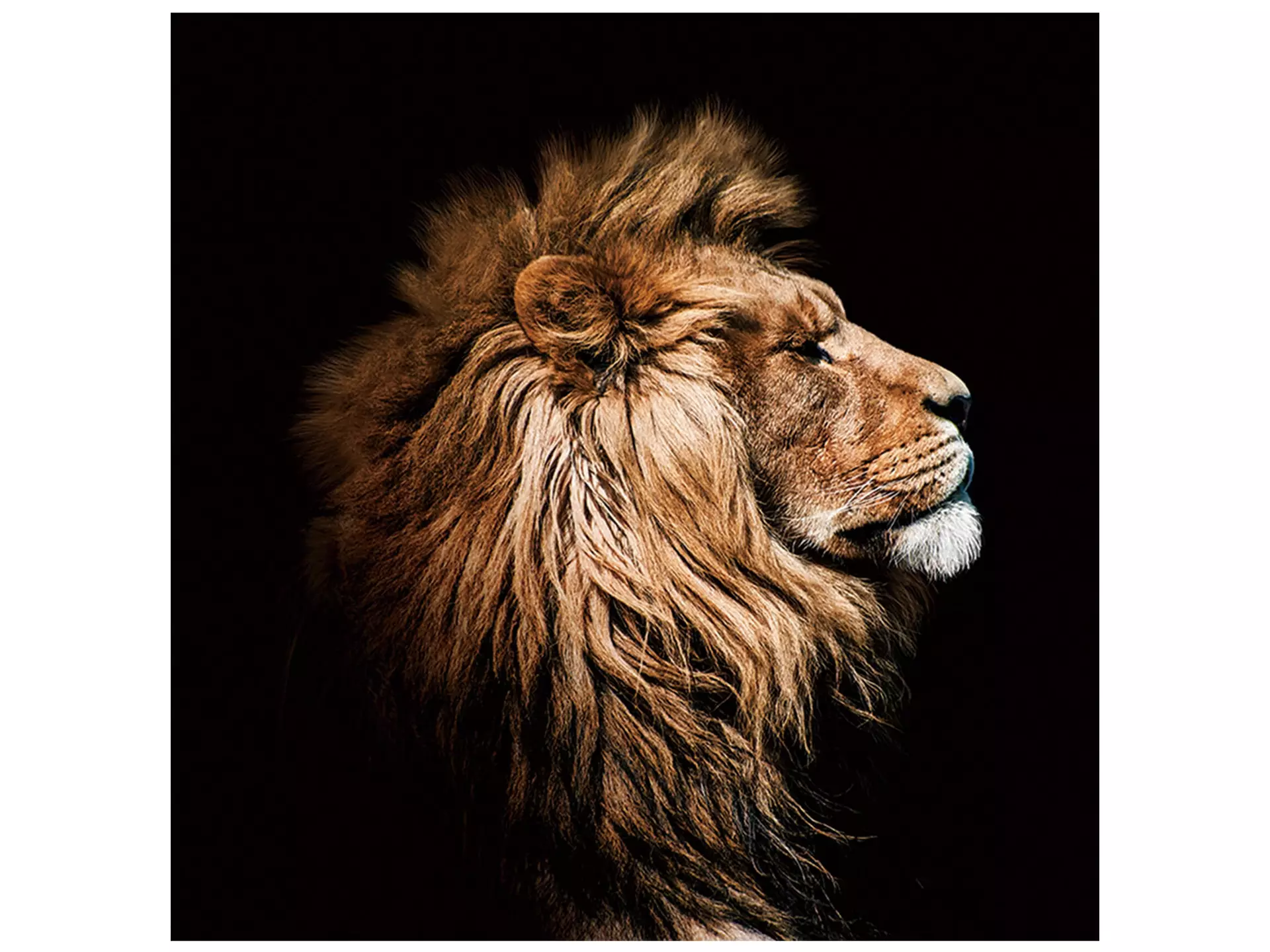 Digitaldruck auf Glas König Der Löwen im Profil image LAND