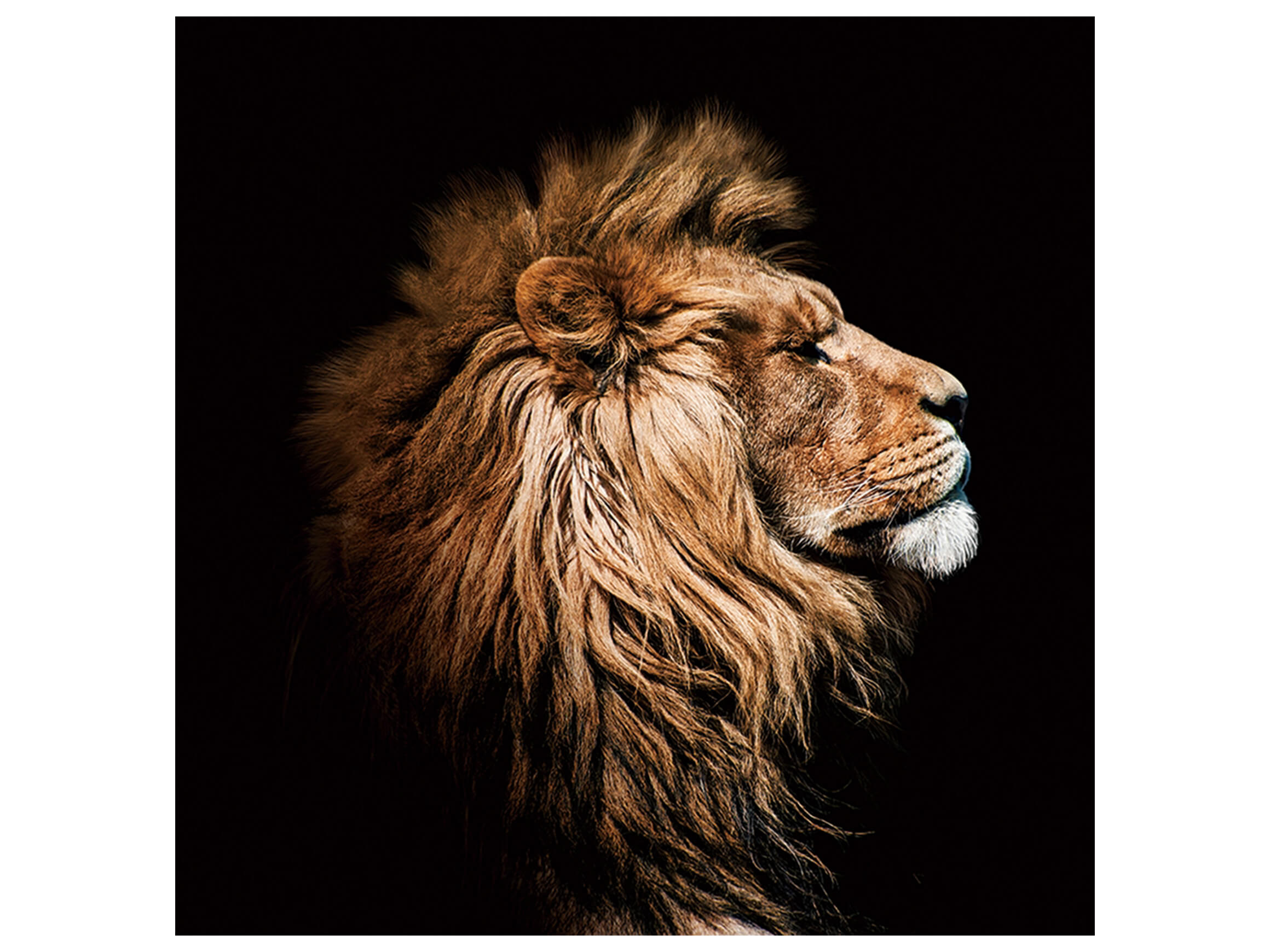 Digitaldruck auf Glas König Der Löwen im Profil image LAND