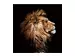 Digitaldruck auf Glas König Der Löwen im Profil image LAND