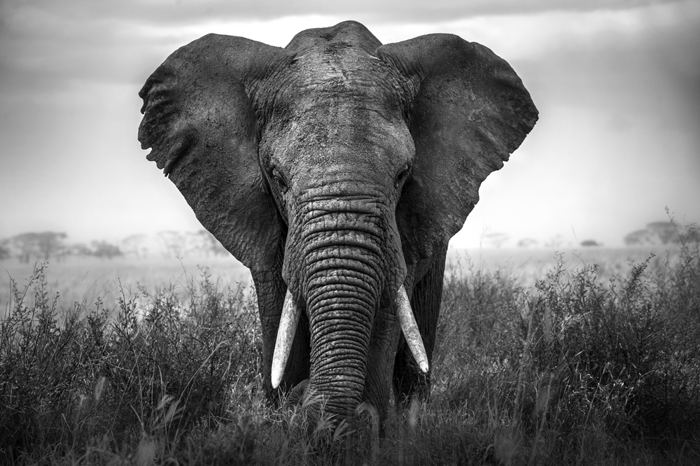 Alubild-Großer Elefant-image LAND