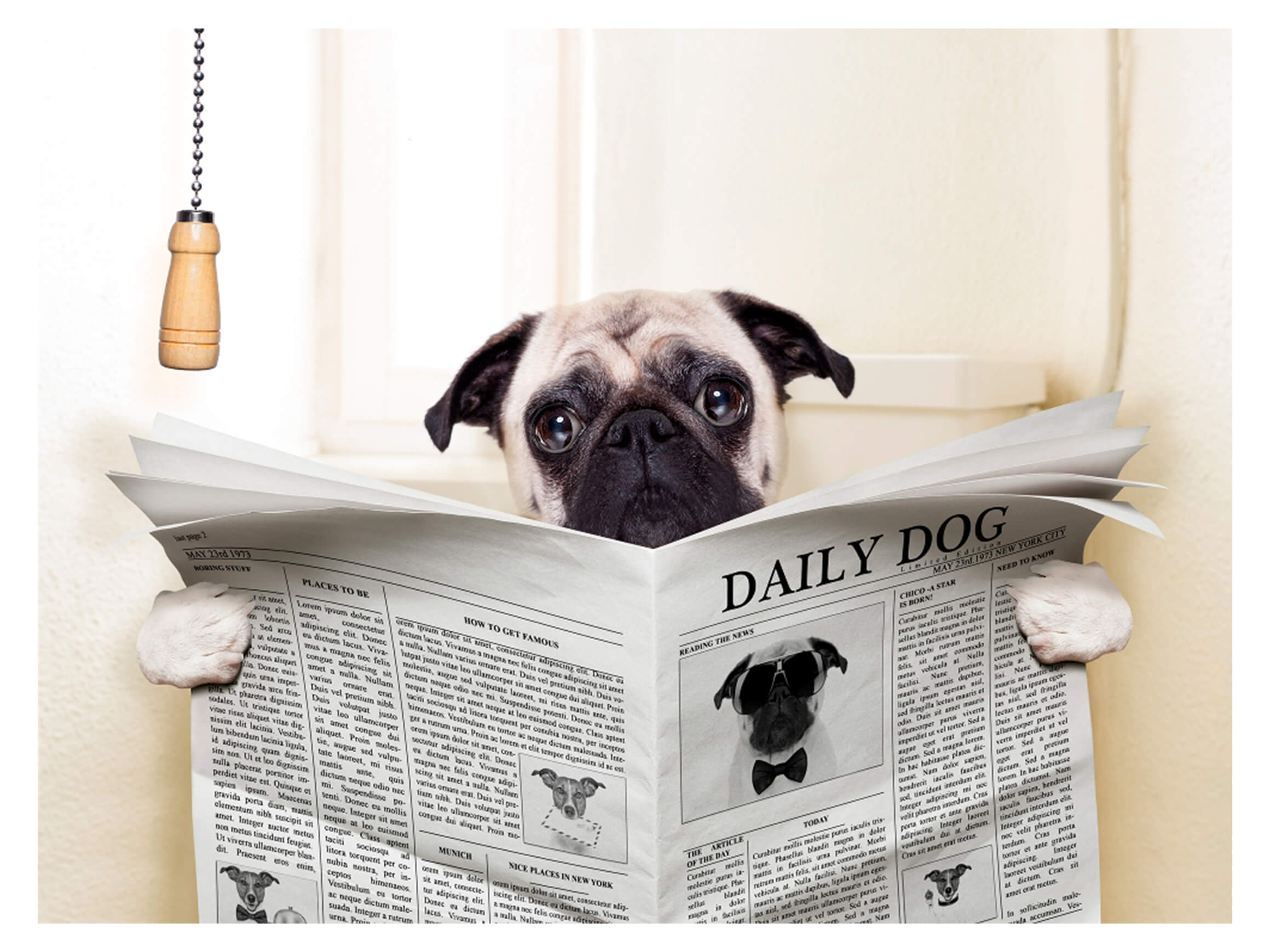 Digitaldruck auf Acrylglas Mops mit Zeitung image LAND / Grösse: 150 x 100 cm