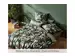 Duvetbezug Bed Art s 4300/5, Eukalyptus Fleuresse / Grösse: 160 x 210 cm