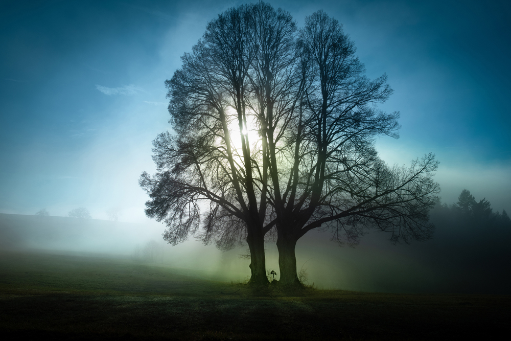 Alubild-Bäume im Morgennebel-image LAND