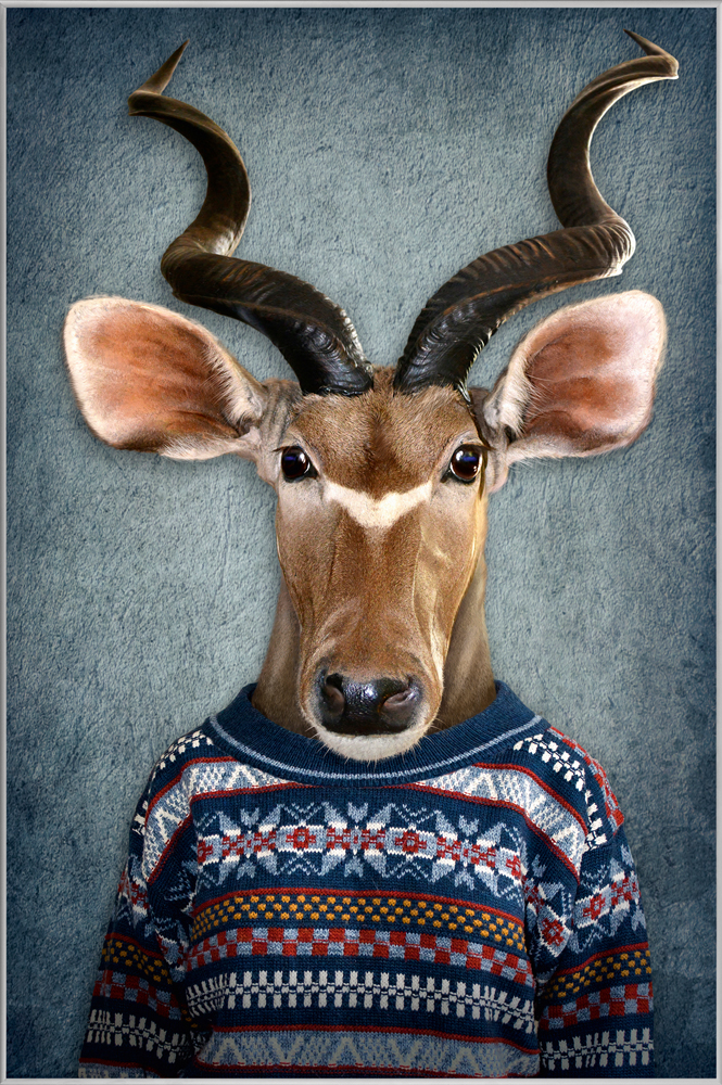 Bild mit Rahmen-Antilope mit Pulli-image LAND
