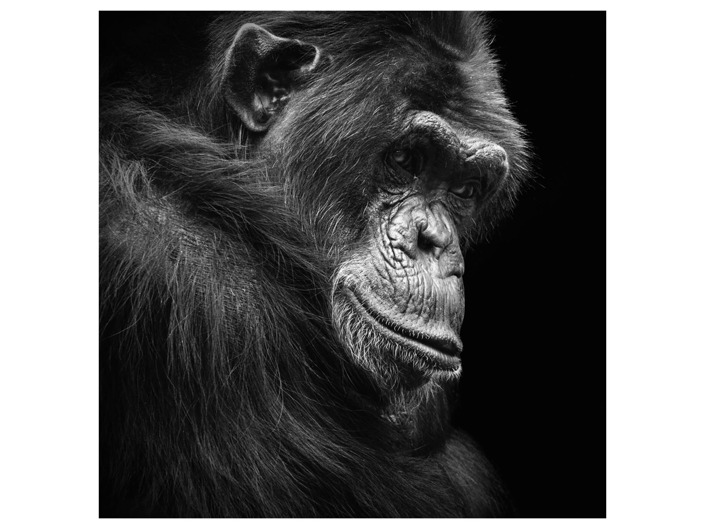 Digitaldruck auf Acrylglas Schimpanse in Gedanken image LAND / Grösse: 95 x 95 cm