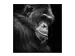 Digitaldruck auf Acrylglas Schimpanse in Gedanken image LAND / Grösse: 95 x 95 cm