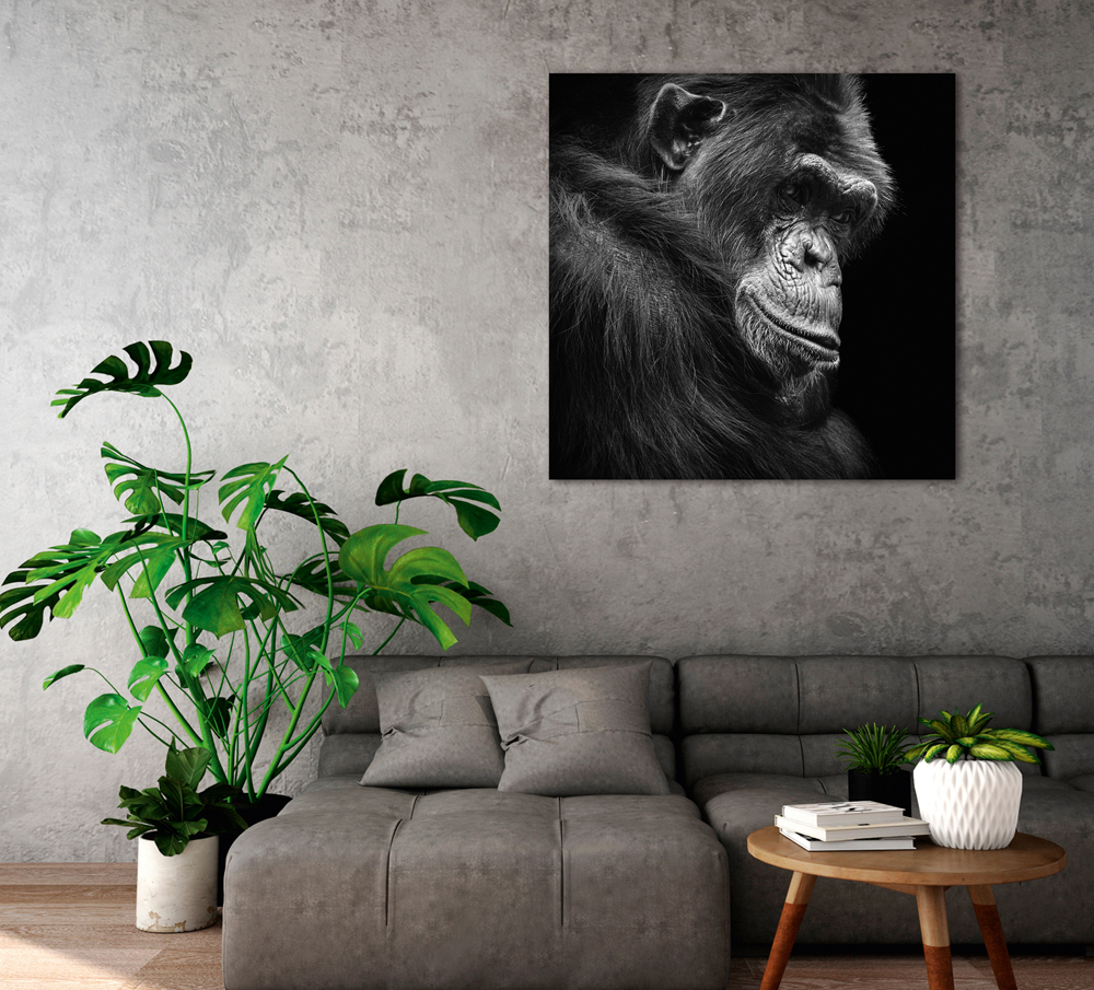 Alubild-Schimpanse in Gedanken-image LAND