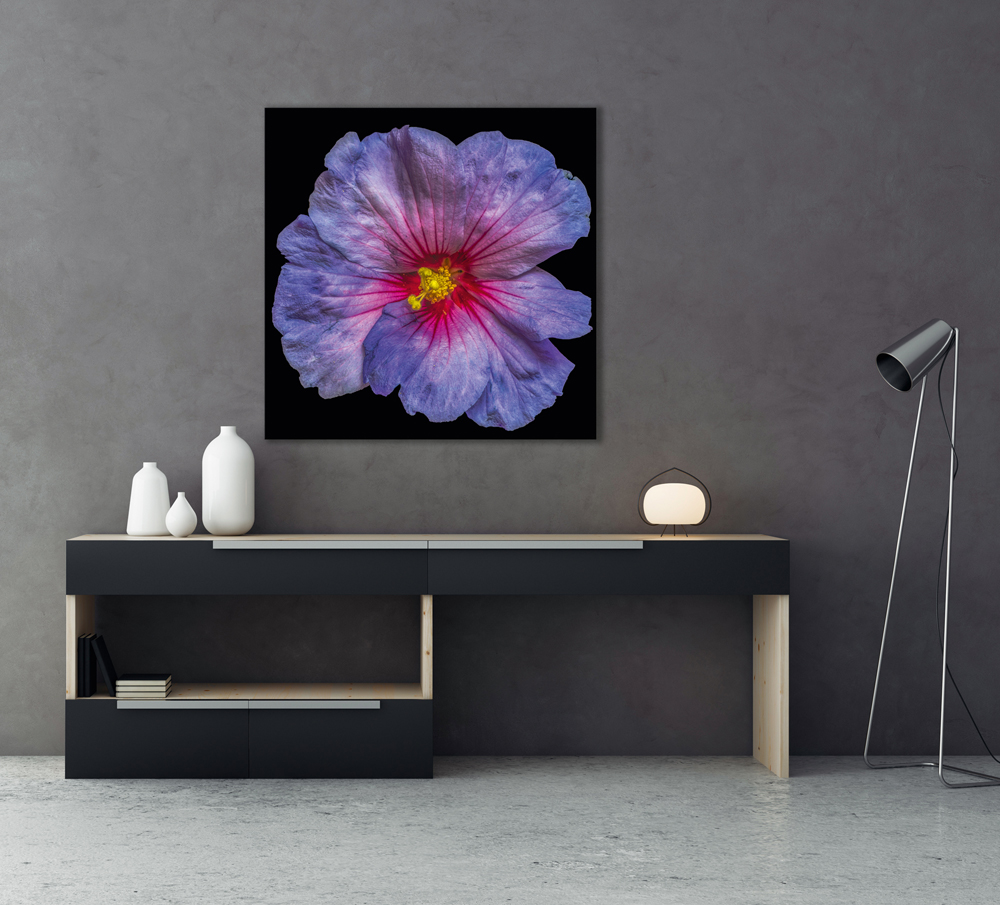 Alubild-Hibiskusblüte in Blau und Rosa-image LAND
