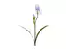 Kunstblume Iris Hellblau H: 75 cm Edg / Farbe: Hellblau