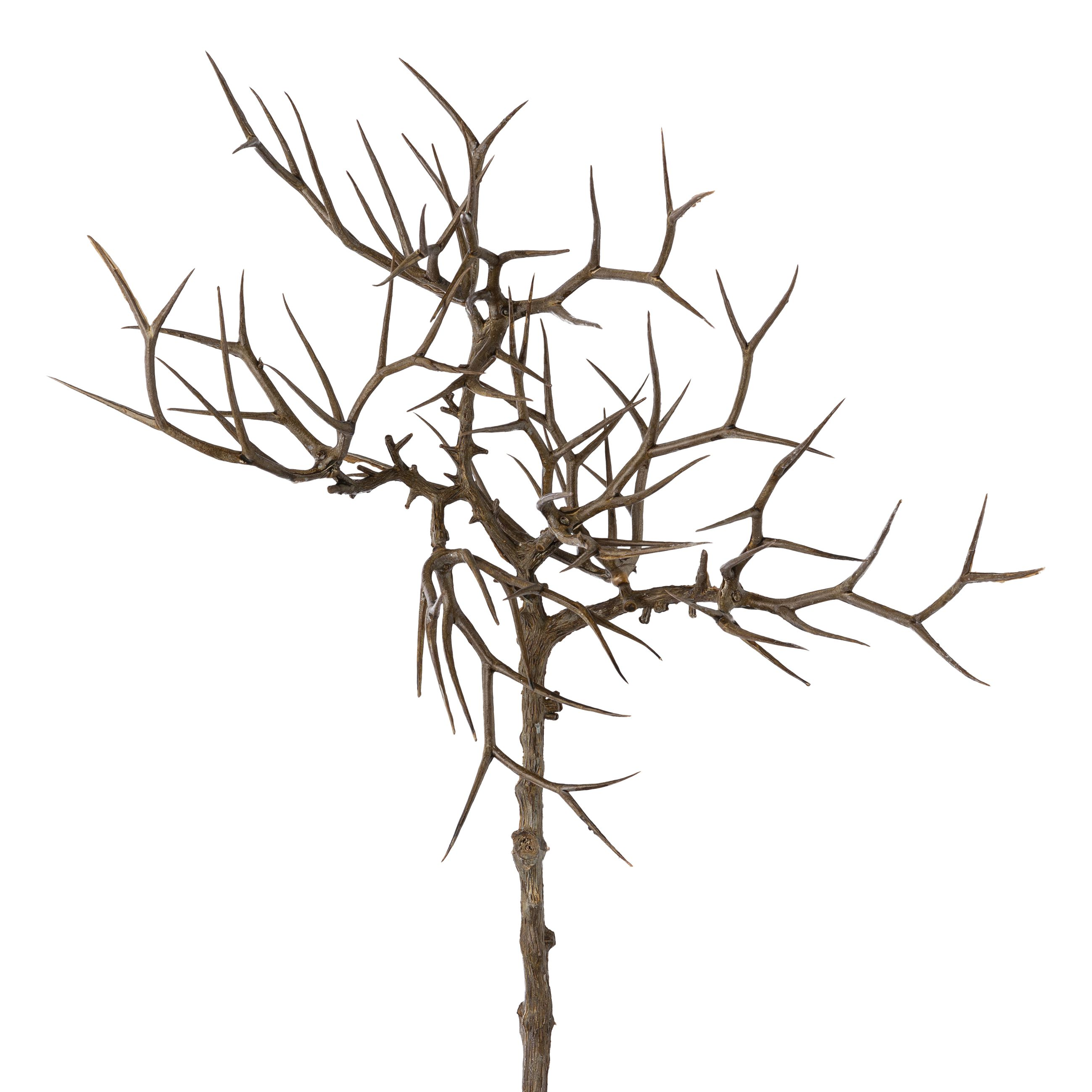 Kunstblumen Dornenzweig, Natur H: 45 cm Gasper / Farbe: