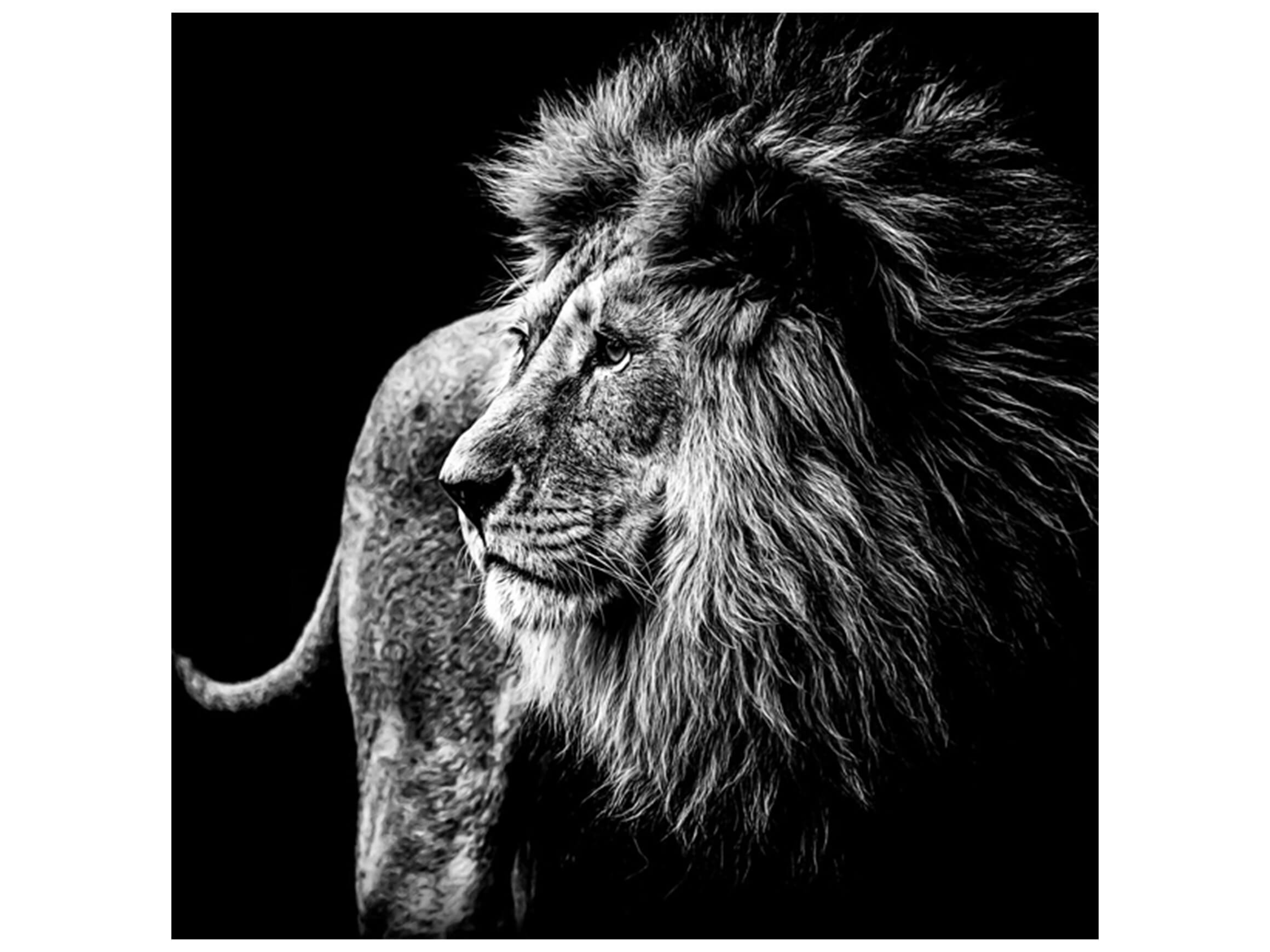 Digitaldruck auf Glas Löwe in Der Nacht image LAND