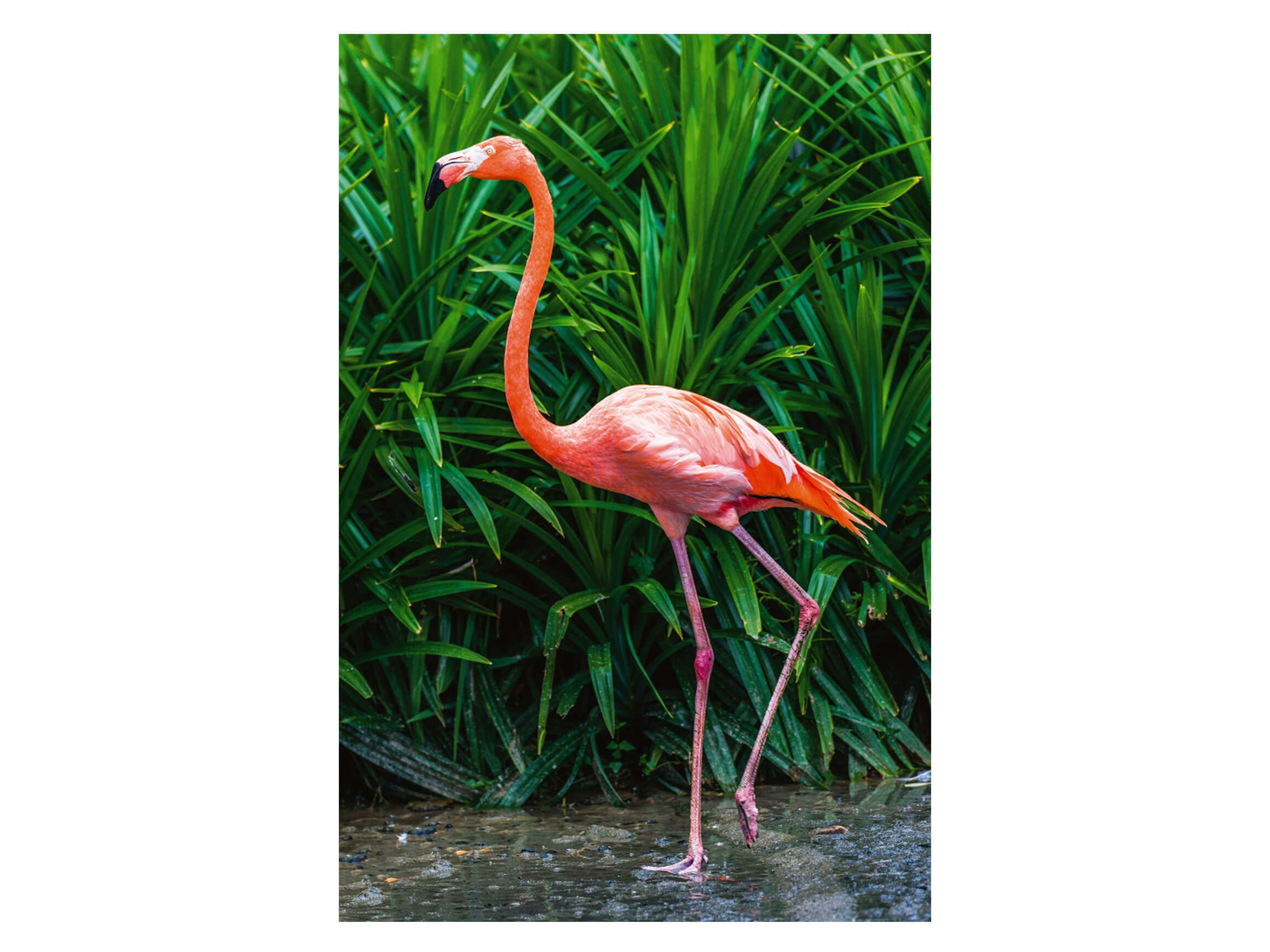 Digitaldruck auf Acrylglas Eleganter Flamingo image LAND / Grösse: 120 x 80 cm