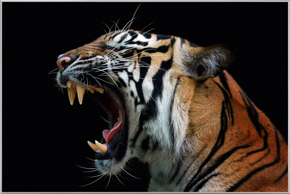 Bild mit Rahmen Fauchender Tiger image LAND