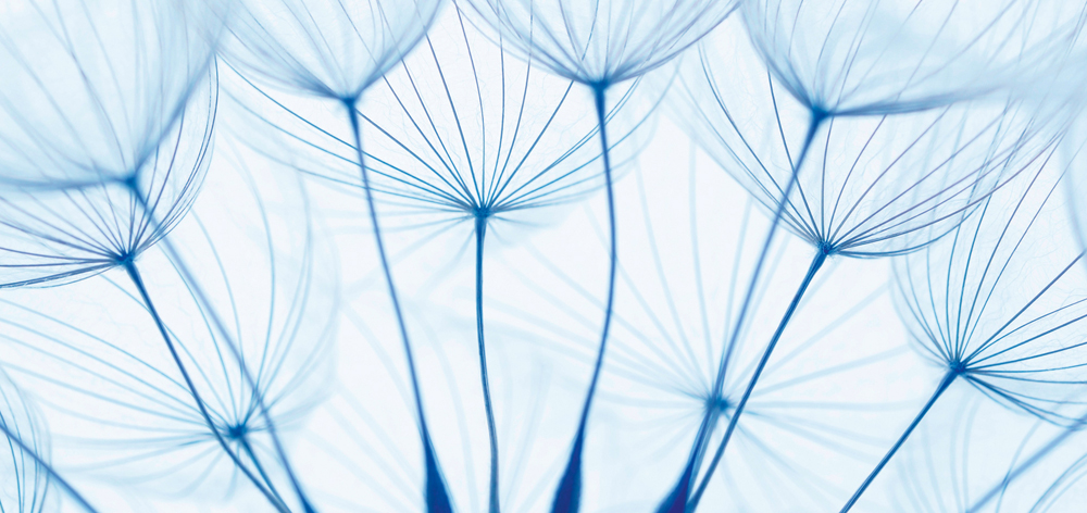 Alubild-Pusteblumen in Blau-image LAND