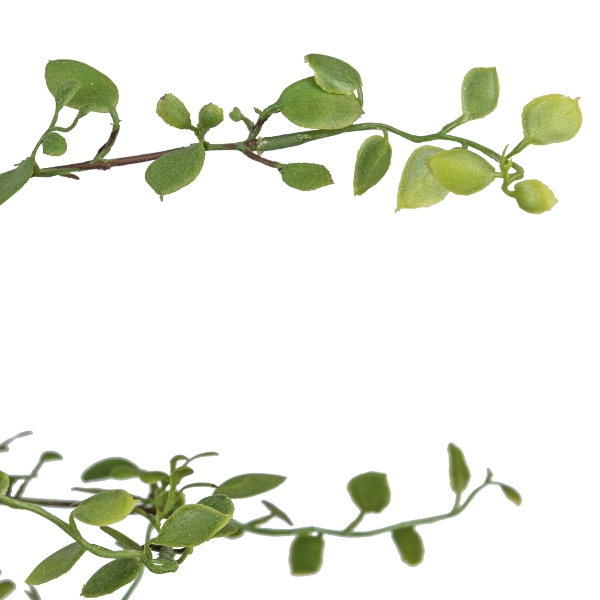 Kunstpflanze Mühlenbeckia im Topf, Grün H: 91 cm Gasper