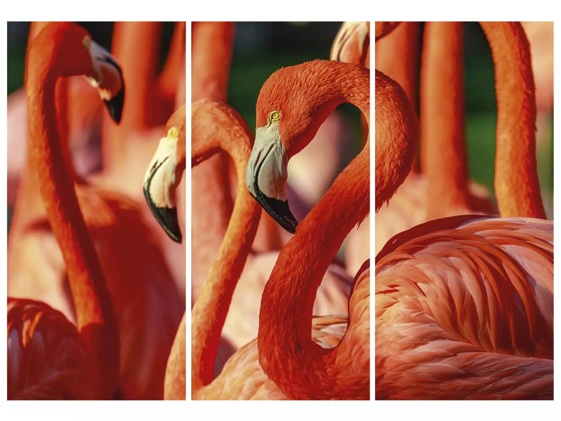 Digitaldruck auf Acrylglas Flamingos image LAND / Grösse: 198 x 140 cm