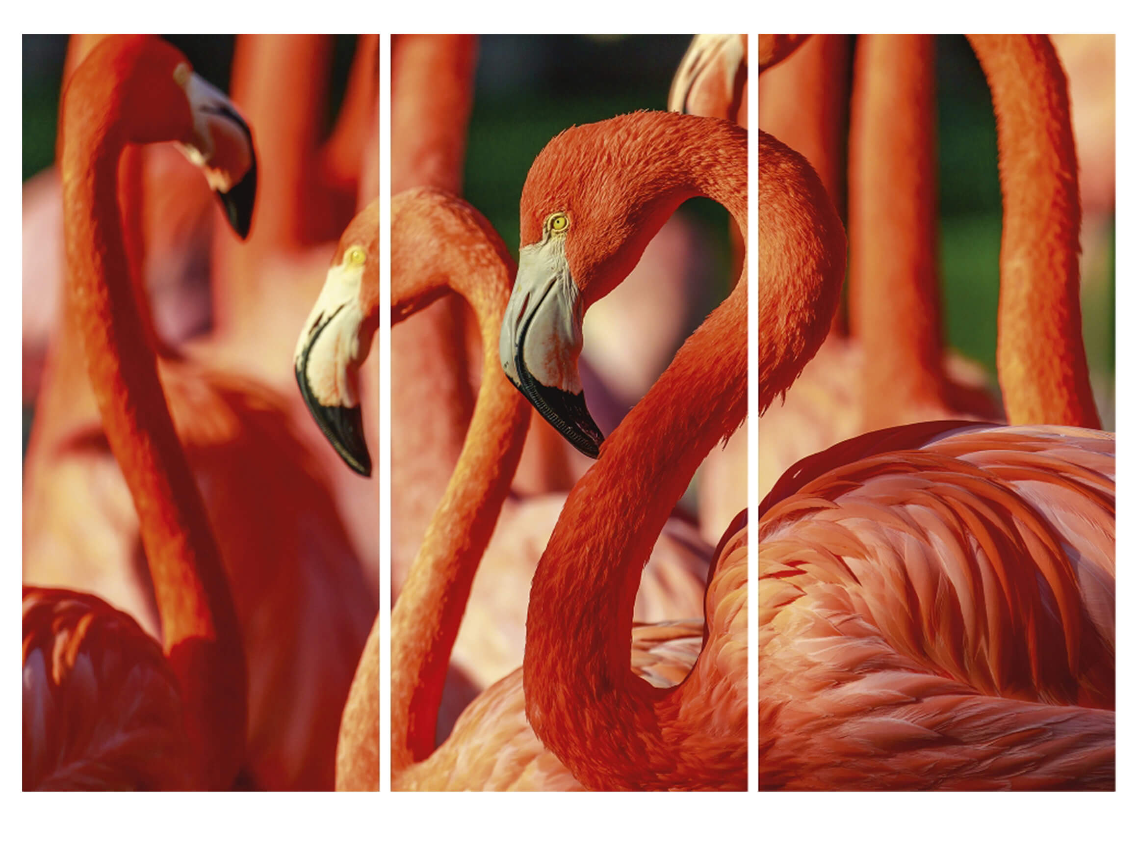 Digitaldruck auf Acrylglas Flamingos image LAND / Grösse: 198 x 140 cm