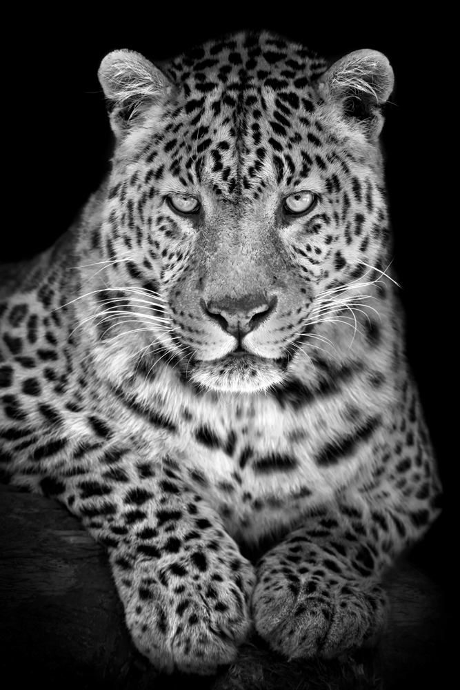 Alubild-Leo-image LAND