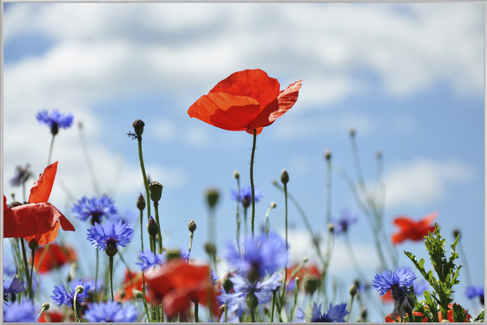 Bild mit Rahmen-Blüten Vor Blauem Himmel-image LAND