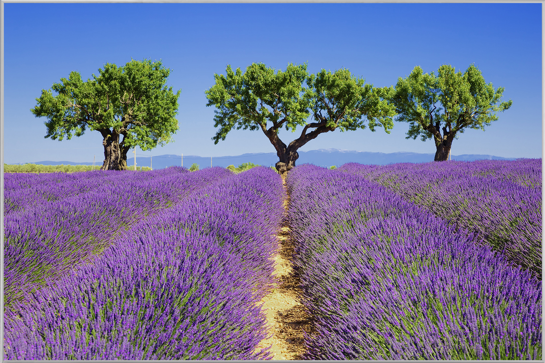 Bild mit Rahmen-Lavendelfeld 6-image LAND