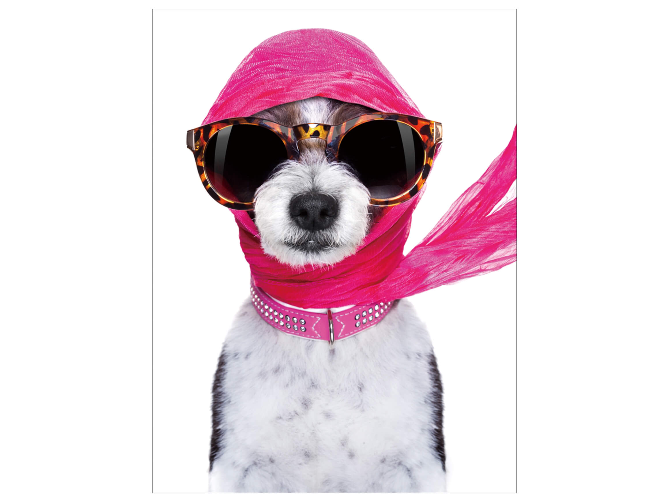 Digitaldruck auf Glas Hündin mit Rosa Schal und Sonnenbrille image LAND