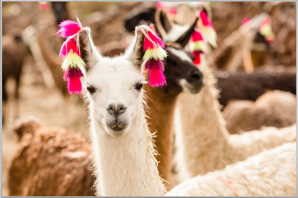 Bild mit Rahmen-Lama mit Ohrschmuck-image LAND