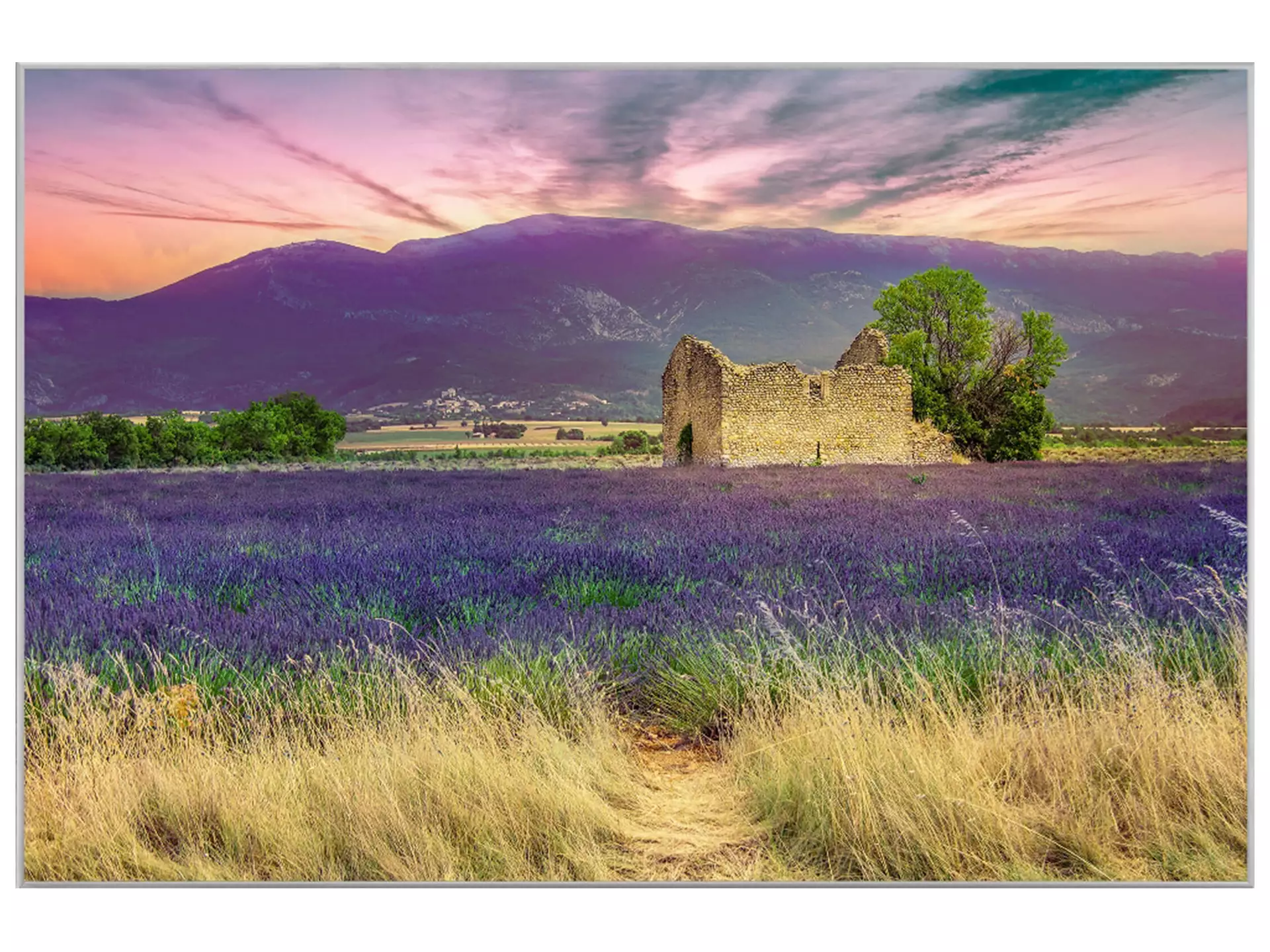 Digitaldruck auf Acrylglas Lavendelfeld 9 image LAND / Grösse: 90 x 60 cm