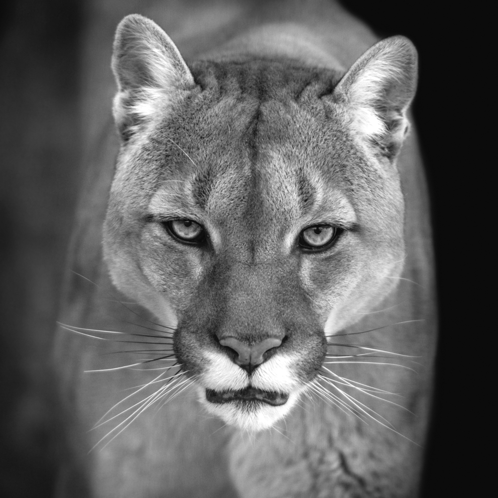 Acrylglasbild Puma image LAND