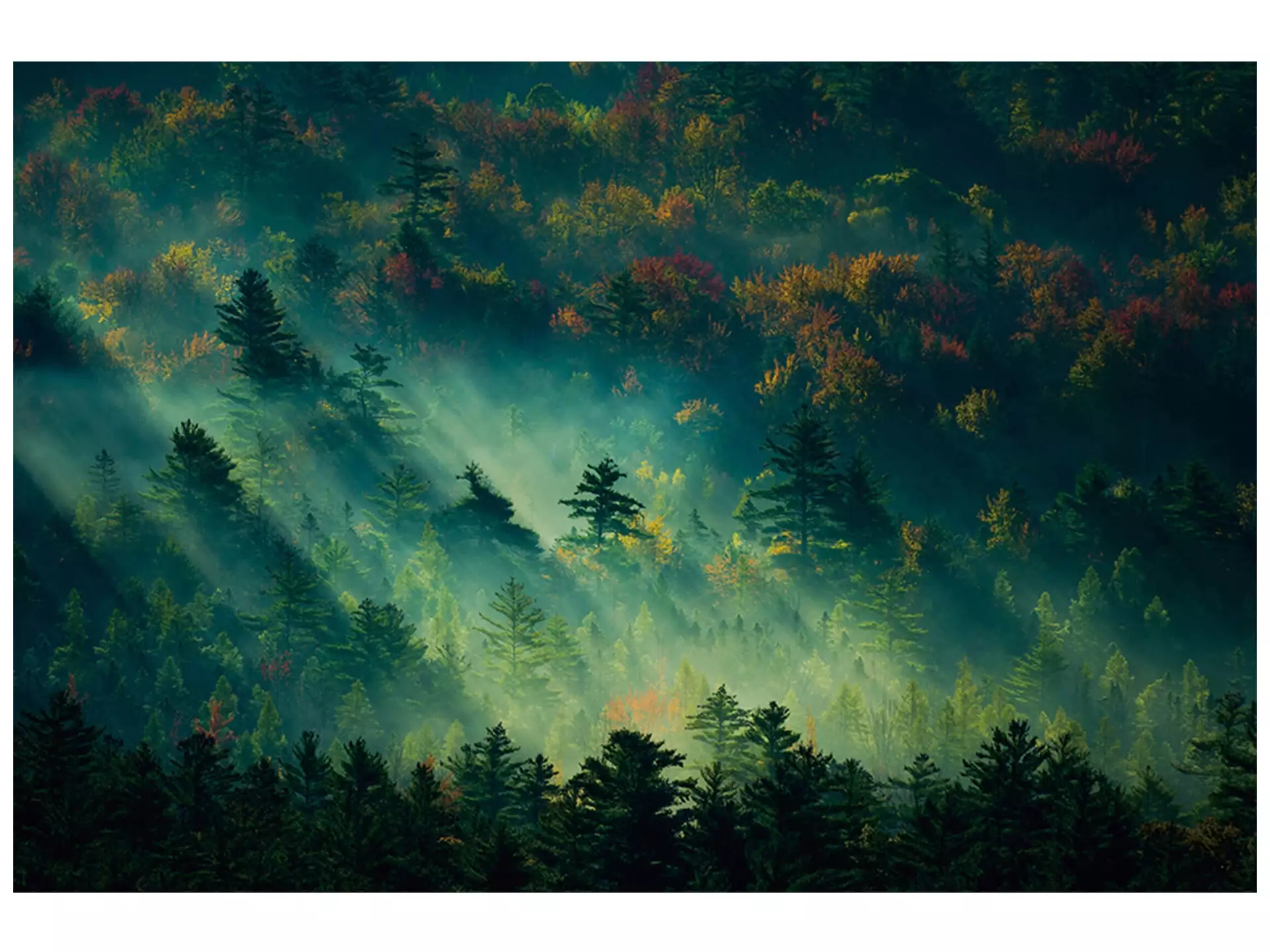 Digitaldruck auf Glas Mystischer Wald im Sonnenaufgang image LAND