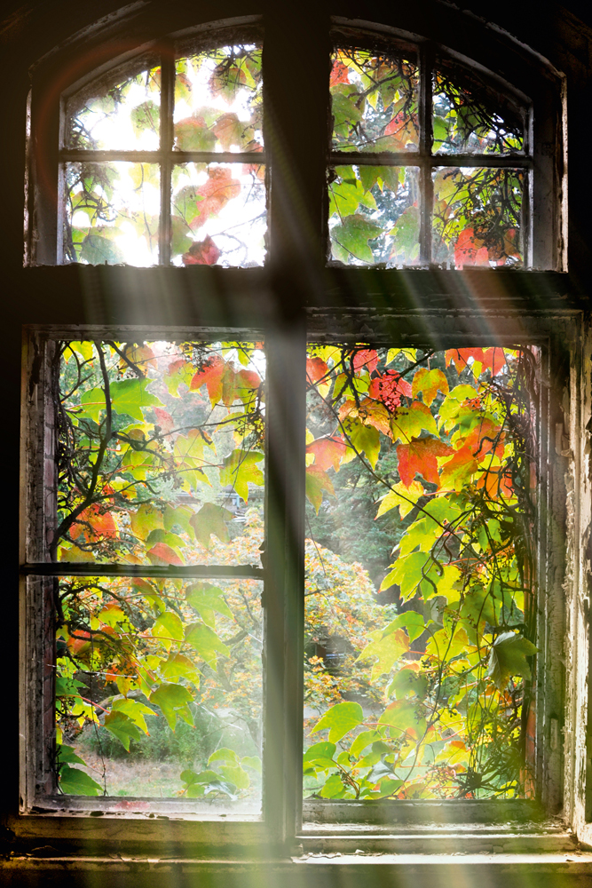 Alubild Fenster mit Laub image LAND