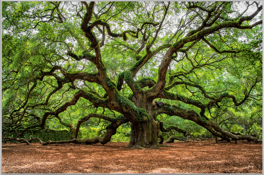 Bild mit Rahmen-Verzweigter Baum-image LAND