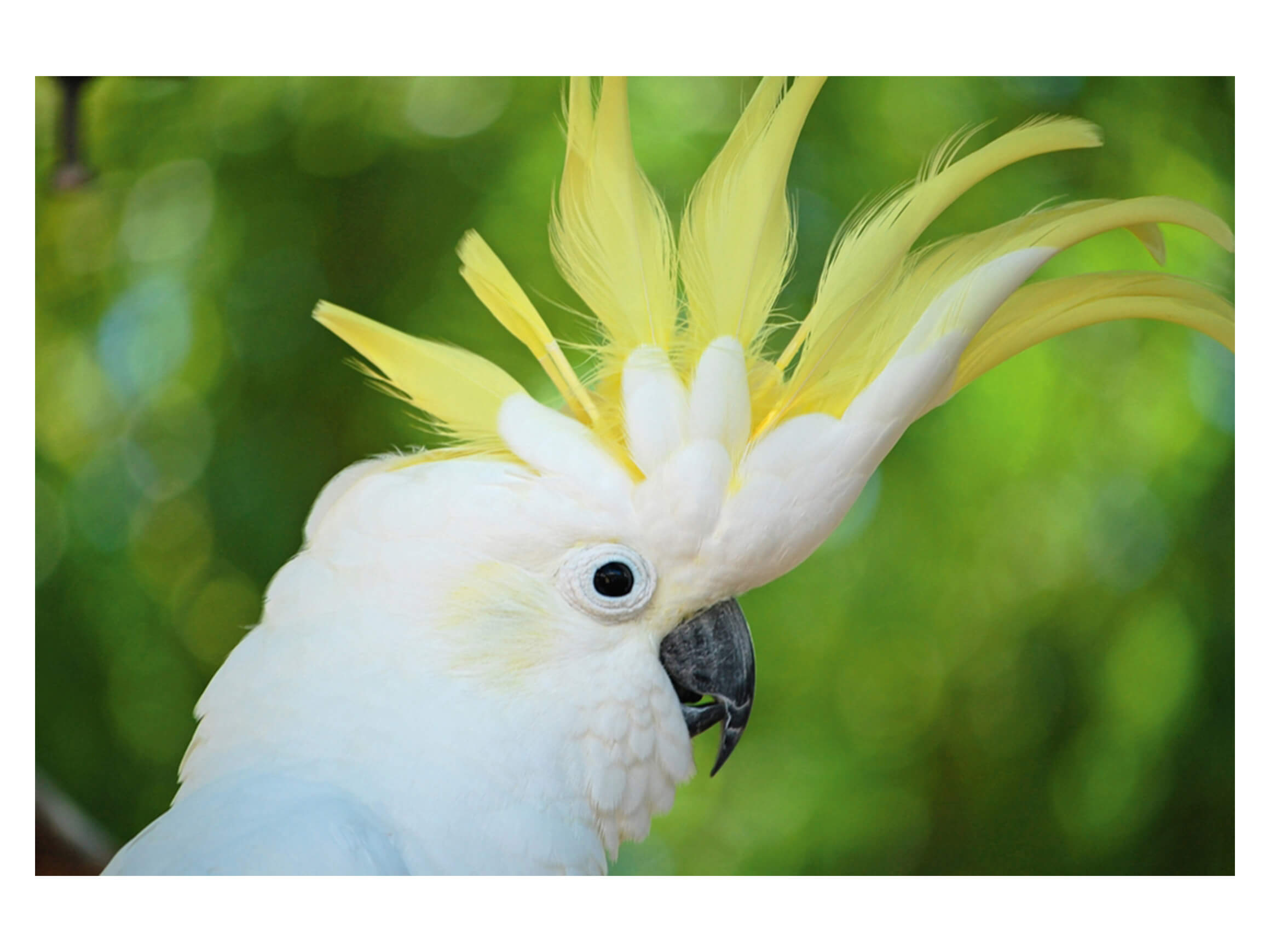 Digitaldruck auf Acrylglas Kakadu image LAND / Grösse: 120 x 80 cm