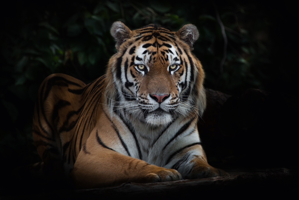Alubild Imposanter Tiger image LAND