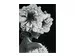 Bild Lady mit Blumenperücke in Schwarz-Weiss image LAND