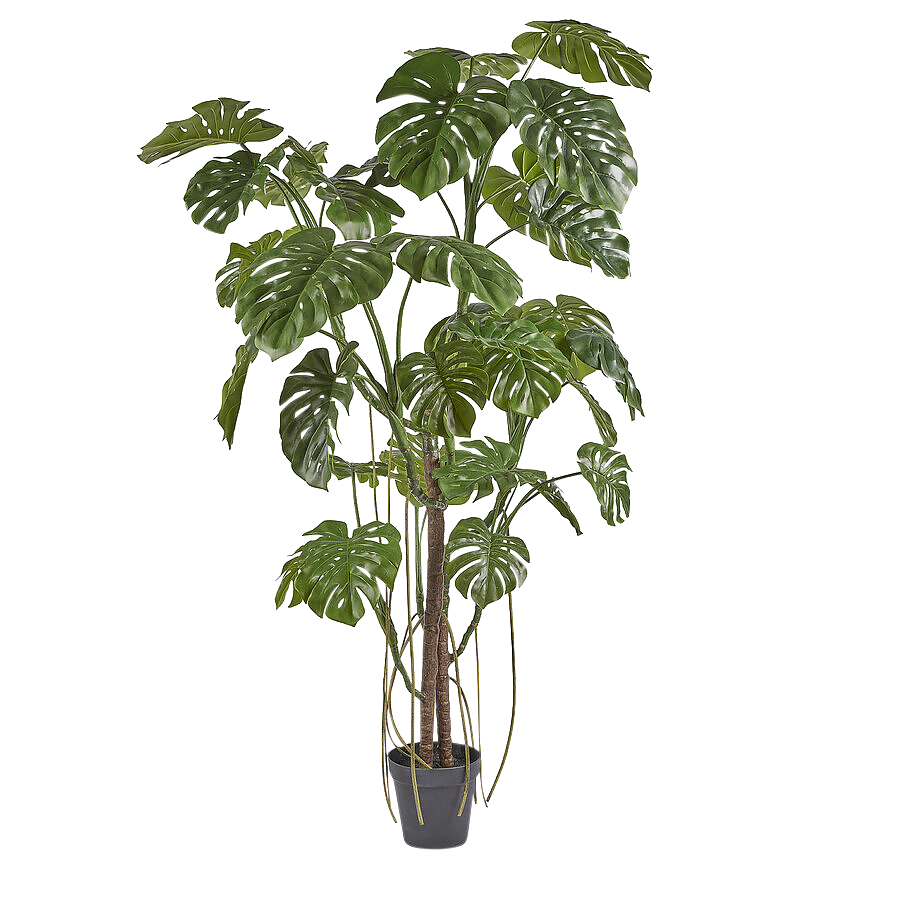 Edg Kunstpflanze Monstera H: 240 cm  | Schubiger Möbel